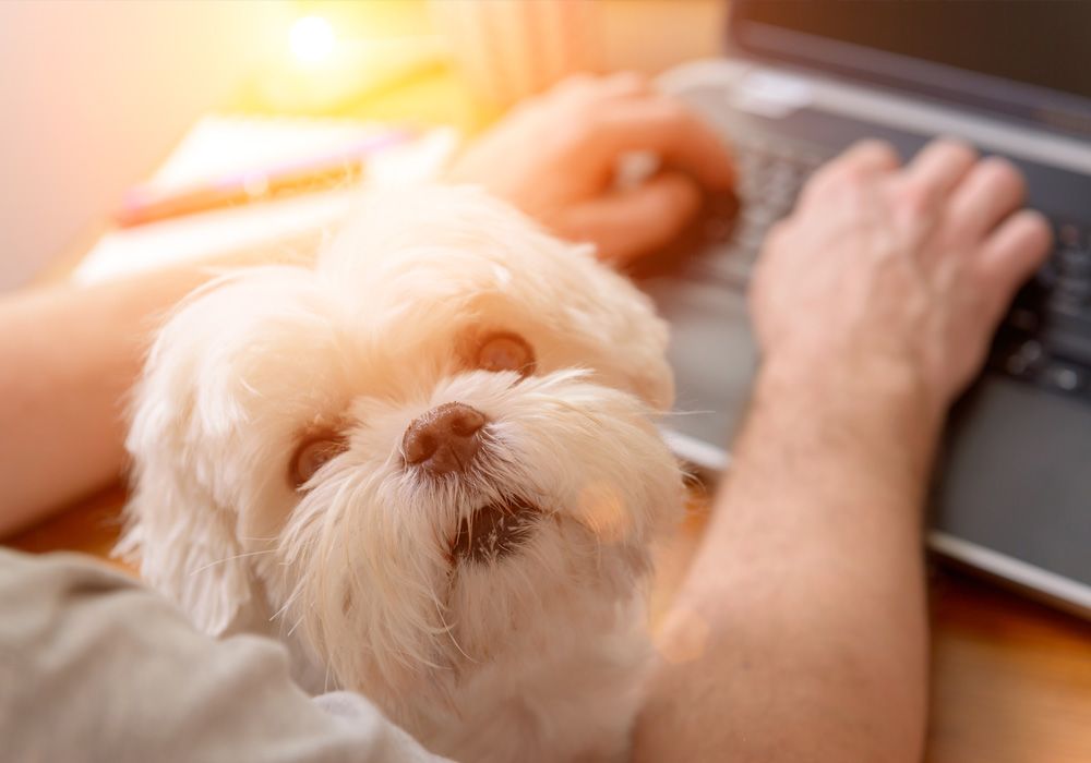Benefits of Having an Office Pet